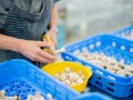 加工棟でしいたけの石づきを除去