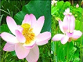 満開と満開前の花