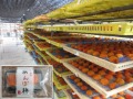 自然乾燥中のあんぽ柿