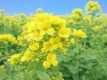 色鮮やかな菜の花
