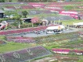 芝桜が咲き誇る棚田
