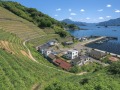 宇和海と段畑