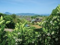 瀬戸内海が見える柑橘園地
