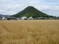 さぬきの夢2023の刈り取り(綾川町)
