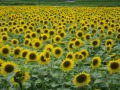 太陽に向かって咲き誇るひまわり