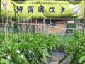 栽培圃場