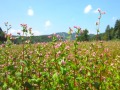 高原に咲く赤そばの花