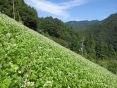 急傾斜地に広がる美しいそば畑