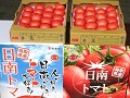 今年の出来も上々、日南トマト