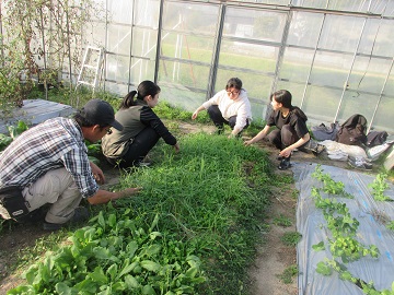 宮本氏から野菜の話を聞き作業する学生