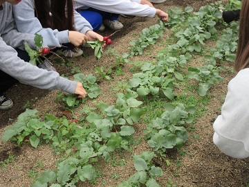 学生が育てた農産物（ラディッシュ）を収穫する様子