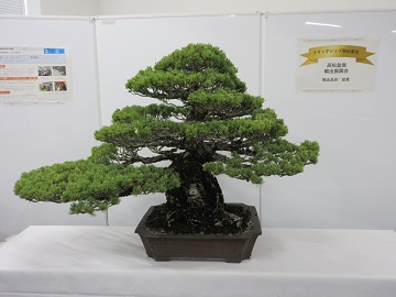 輸出産品の盆栽