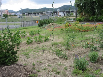 有機栽培を実践している学内のほ場