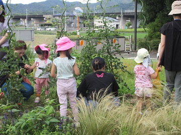 野菜の成長を観察する子どもたち