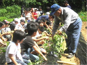 被災地支援に向けて、耕作放棄地でさつまいも栽培の様子