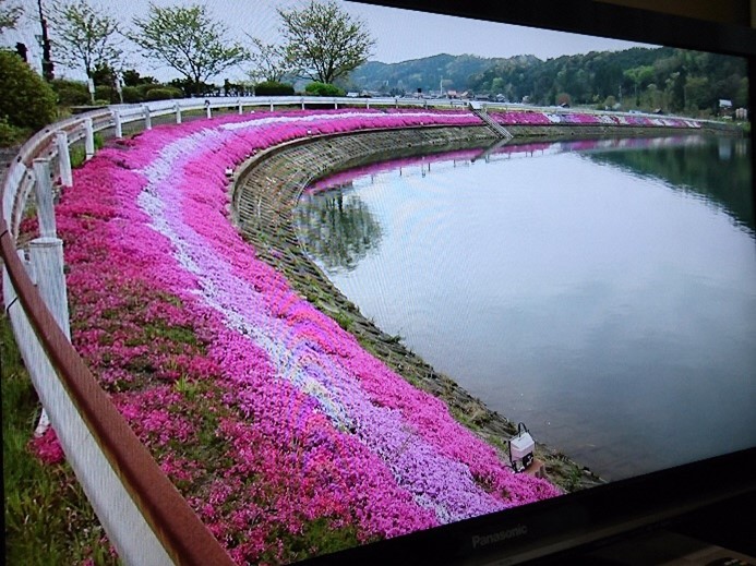 芝桜