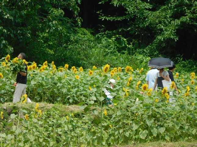 ひまわり植栽