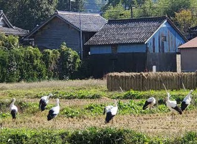 ほ場に飛来したコウノトリ