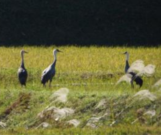 ほ場に飛来したナベヅル