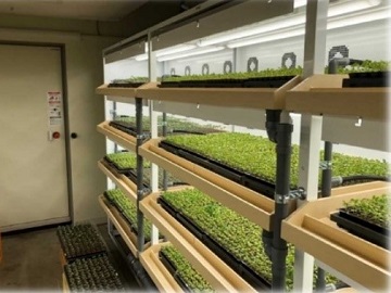 棚に野菜苗が並べられている様子