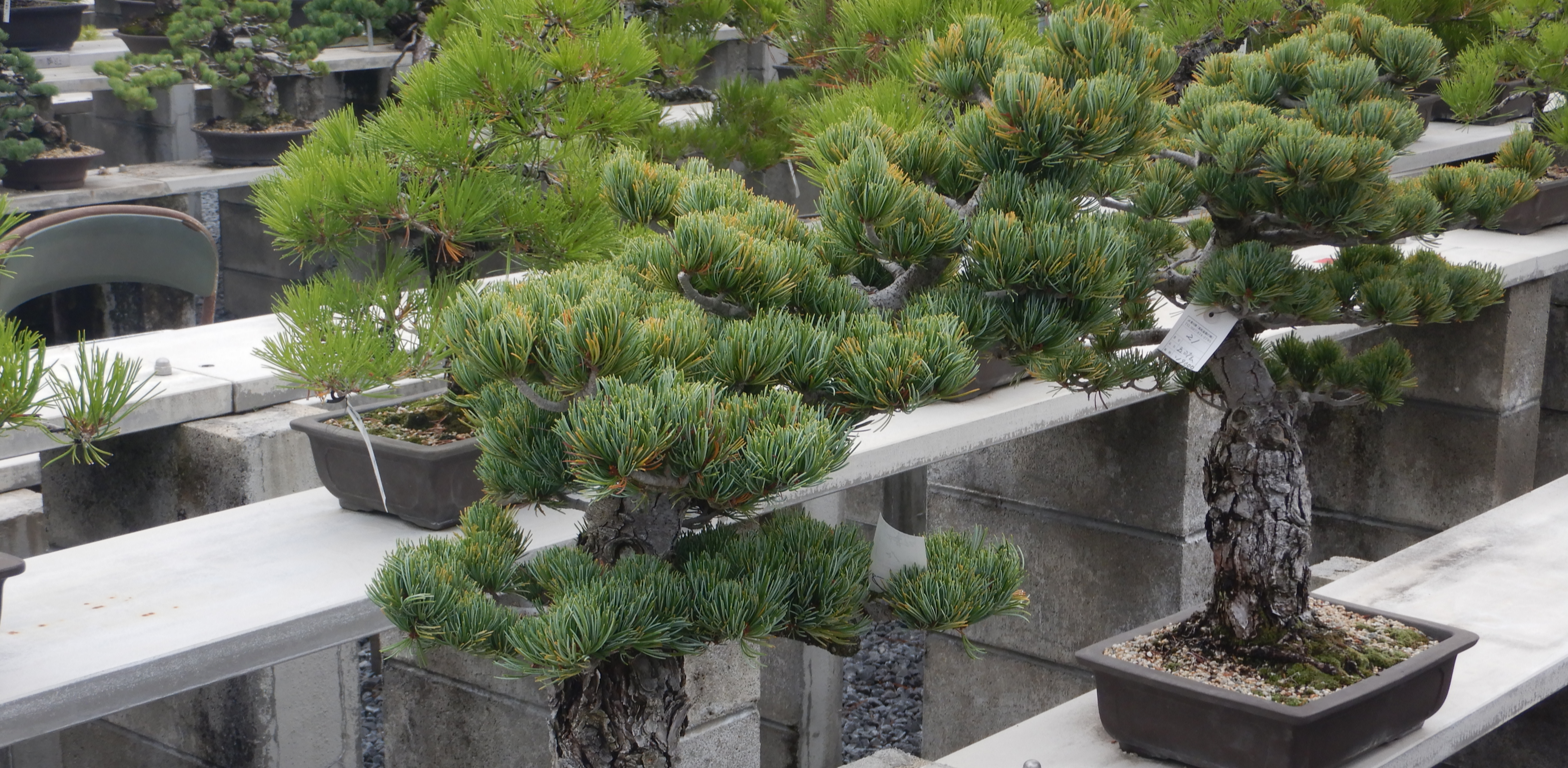 日本一の松盆栽産地