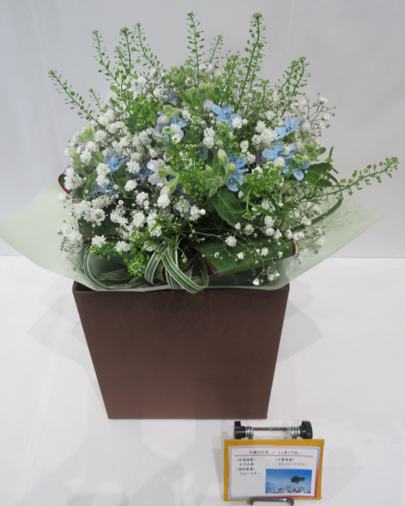 11月17日の週の花