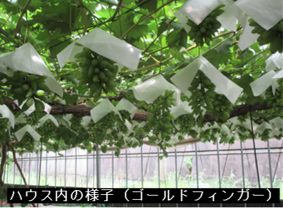 ゴールドフィンガーのハウスの様子