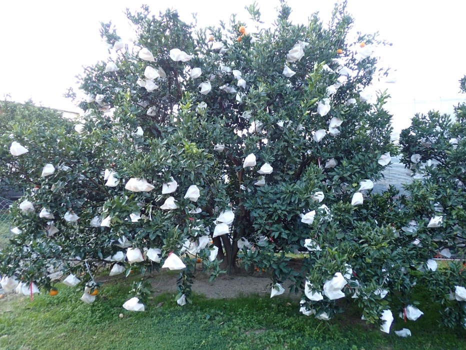 一般的な樹形。樹全体に実がなっているが、翌年は実がならない。