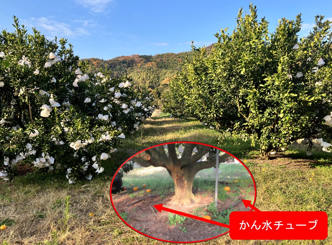 地面にかん水チューブが張られたほ場。