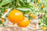 写真_愛媛かんきつ