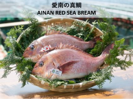 愛南の真鯛