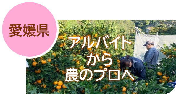 5愛媛