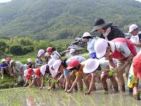 田植え