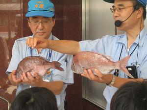 天然鯛と養殖鯛の見分け方の説明