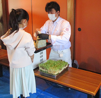 収穫後の豆苗はお土産に！