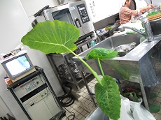 りゅうきゅう(はすいも)