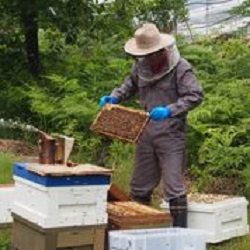 養蜂作業の様子