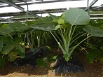 下農地（ハスイモ等）の上部空間を利用した太陽光発電の様子