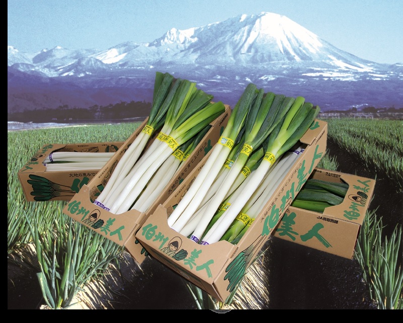 ［153_伯州美人］産品画像