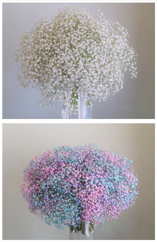 Showa Gypsophila Photo