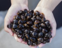 宍道湖産ヤマトシジミ