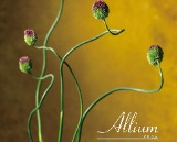 ［158_くまもと踊る丹頂］産品画像