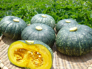 Edosaki Kabocha Photo