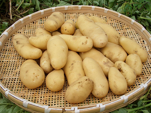 Mishima Bareisho Photo