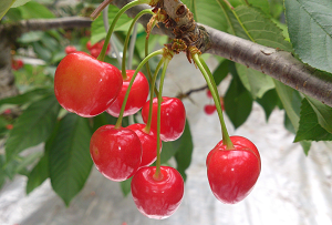 Higashine Sakuranbo Photo