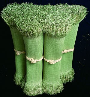 Kunisaki Shichitoui Omote Photo