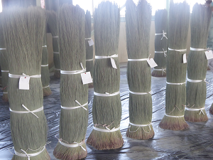 Kumamoto kensan Igusa Photo