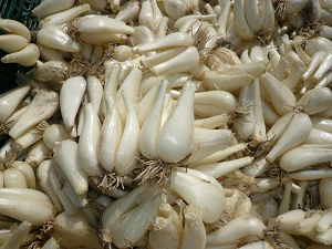 Tottori Sakyu Rakkyou Photo