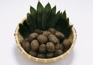 Kamisho Satoimo Photo