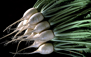 Matsudate Shibori Daikon Photo